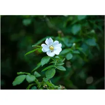 Pflanzen Für Dich Rosa multiflora, Vielblütige Rose, 60–100 cm