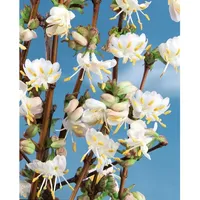 Pflanzen Für Dich Lonicera purpusii 'Winter Beauty', Duft-Heckenkirsche, cremeweiß,