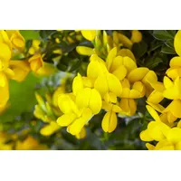 Pflanzen Für Dich Genista tinctoria 'Royal Gold', Färber-Ginster, goldgelb,