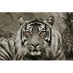 Leinwandbild BÖNNINGHOFF "Tiger", grau (farbe bild(er): grau), B:118cm H:78cm T:2cm, MDF, Papier, Bilder