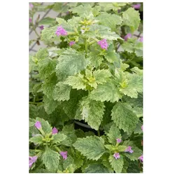 Calamintha grandiflora 'Variegata', Bergminze, buntlaubig, ca. 9x9 cm Topf