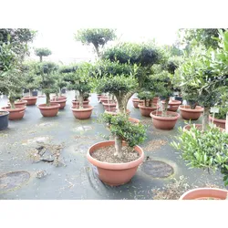 Olivenbaum Pon Pon 170 cm   7 Pon Pon Bonsai Formgehölz, winterhart