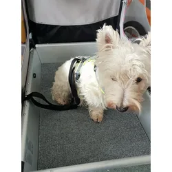 Gurtband zur Befestigung eines Hundes 200cm