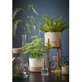 Mica decorations Mica Vorratstopf Emily transparent, 24,5 x 22,5 m