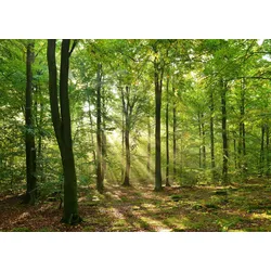 Fototapete PAPERMOON "Forrest morning", bunt (mehrfarbig), B:4m L:2,6m, Vlies, Tapeten