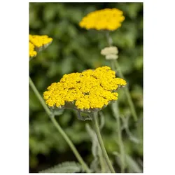 Achillea filipendulina 'Coronation Gold', Schafgarbe, goldgelb, ca. 9x9 cm Topf