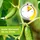 Protect Garden Alitis Spezial-Pilzfrei Konzentrat 40 g