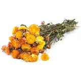 Trockenblume Strohblumen Trockenstrauß ALMINKA, getrocknet, orange-gelb, 5, INNA-Glas, Höhe 60.0 cm orange