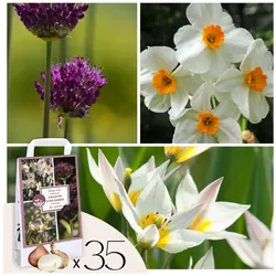 Plant in a Box - Dry Garden Box - 35 Blumenzwiebeln für trockene & sonnige Standorte