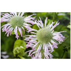 Monarda fistulosa 'Fishes', Indianernessel, lavendelrosa, ca. 9x9 cm Topf