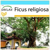 SAFLAX - Geschenk Set - Buddha-Feige/Bodhi-Baum - 100 Samen - Mit Geschenk- / Versandbox, Versandaufkleber, Geschenkkarte und Anzuchtsubstrat - Ficus religiosa