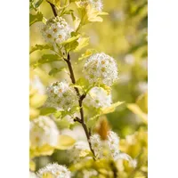 Pflanzen Für Dich Physocarpus opulifolius 'Dart's Gold', gelblaubig, 40–60