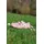 Lurchi Jola Barefoot Rosa 25