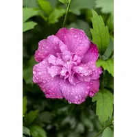 Pflanzen Für Dich Hibiscus syriacus 'Magenta Chiffon', Gartenhibiskus, magenta,