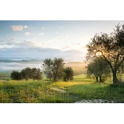 Fototapete PAPERMOON "Bäume in landschaft", bunt, B:4,50m L:2,80m, Vlies, Tapeten