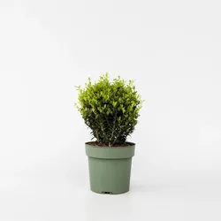 Plant in a Box - Japanische Stechpalme - Ilex crenata 'Jenny' - Höhe 30-40cm - Topf 17cm