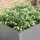 vidaXL Hochbeet 100 x 100 x 77 cm Grau