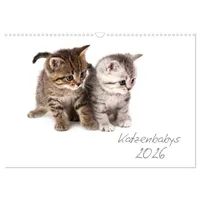 Calvendo Katzenbabys (Wandkalender 2026 DIN A3 quer), CALVENDO Monatskalender: