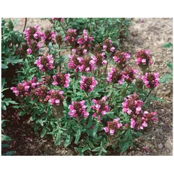 Prunella vulgaris, Braunelle, ca. 9x9 cm Topf, pflegeleicht