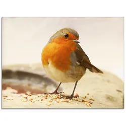 Artland Glasbild »Rotkehlchen«, Vögel, (1 St.), in verschiedenen Größen Artland Farbe Bild(er): braun
