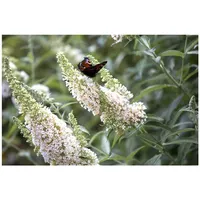 Pflanzen Für Dich Buddleja 'White Profusion', Schmetterlingsflieder, weiß, 80–100