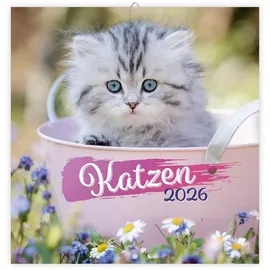 trotsch Trötsch Broschürenkalender Katzen 2026: Wandplaner
