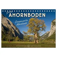 Calvendo Großer Ahornboden - Europas großer Ahornwald (Tischkalender 2026