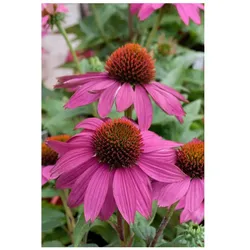 Echinacea purpurea 'PowWow Wild Berry', Purpursonnenhut, ca. 9x9 cm Topf