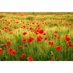 Papermoon Fototapete Field of Poppies, glatt bunt 2,5 m x 1,86 m