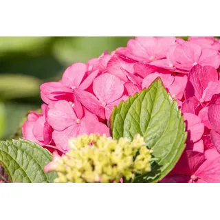 PlantaPro Hydrangea macrophylla 'Bouquet Rose' 30-40 cm – Winterhart, Mehrjährig, Pflegeleicht – Bauernhortensie – Zierstrauch für Beet & Kübel