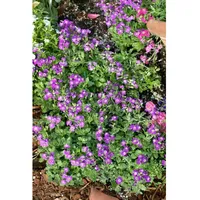 Pflanzen Für Dich Aubrieta x cult. 'Rubinfeuer', Blaukissen, rubinrot,