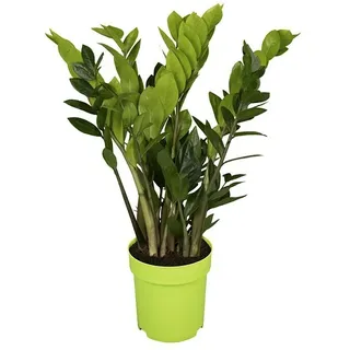 Piardino Glücksfeder  (Zamioculcas zamiifolia, Topfgröße: 17 cm)