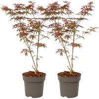 Plant in a Box - Japanischer Ahorn - 2