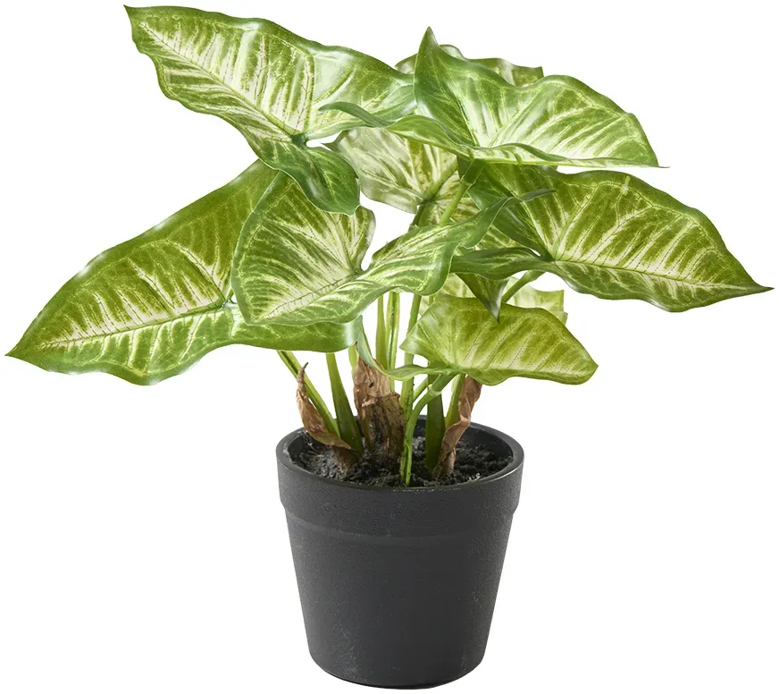 Syngonium 20cm im Topf 8Blatt grün