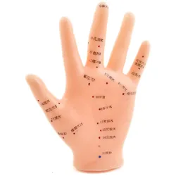 Akupunkturmodell Hand Weibliches Hand-Modell HeineScientific