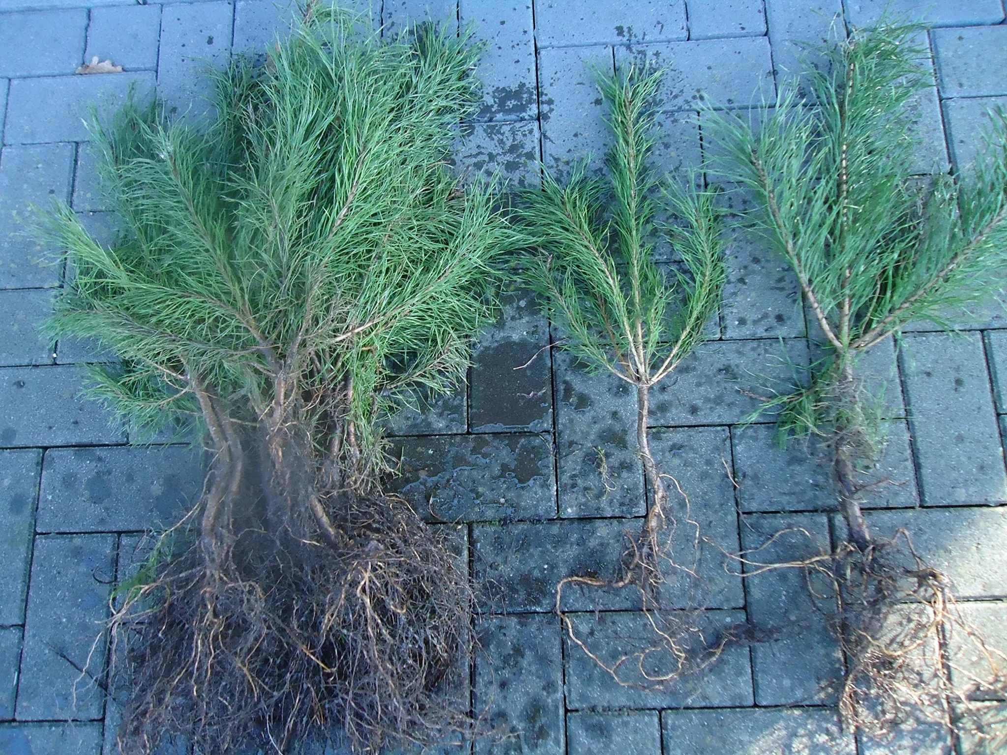 pinus sylvestris