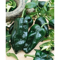 120x Ancho Poblano Pfeffer Seed