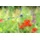 GAH Alberts Maschendrahtzaun 10 m x 120 cm Silber/Metall