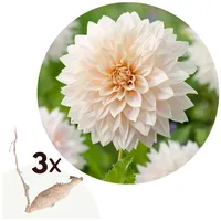 Plant in a Box - Dahlien - 3er Set