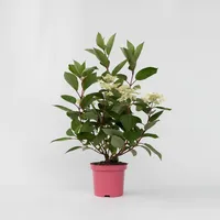 Plant in a Box - Hortensie - Hydrangea paniculata