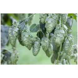 Humulus lupulus 'Hersbrucker', Hopfen, 40–60 cm