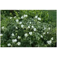 Pflanzen Für Dich Geranium maculatum 'Album', Storchschnabel, weiß, ca.