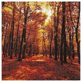 Home fashion Home Fashion, Autumn Forest, Lunch-Servietten aufgefaltetes Maß 33 cm x 33 cm, im Viertelfalz, 20 Servietten Sonniger Herbstwald | B?ume | Wald | Herbst | Herbstmotiv | Natur | Tischdeko | Decoupage | Serviettentechnik 33x33cm