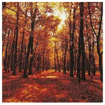 Home fashion Home Fashion, Autumn Forest, Lunch-Servietten aufgefaltetes Maß 33 cm x 33 cm, im Viertelfalz, 20 Servietten Sonniger Herbstwald | B?ume | Wald | Herbst | Herbstmotiv | Natur | Tischdeko | Decoupage | Serviettentechnik 33x33cm