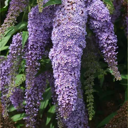 Plant in a Box Sommerflieder - Buddleja davidii 3er Mischung Höhe 25-40cm