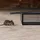 Relaxdays Lebendfalle Mäuse & Ratten 2er Set 12 x 24 x 11,5 cm