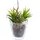 Botanic-Haus Nova-Nature künstliches Sukkulenten und Kakteen Arrangement im Glas (2 Stück) (grün)