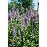 PlantaPro Agastache rugosa 'Black Adder' 11x11 cm Topf – Winterhart, Mehrjährig, Pflegeleicht – Duftnessel – Beetstaude für Garten & Rabatte