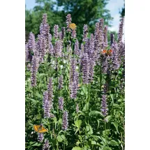 PlantaPro Agastache rugosa 'Black Adder' 11x11 cm Topf – Winterhart, Mehrjährig, Pflegeleicht – Duftnessel – Beetstaude für Garten & Rabatte