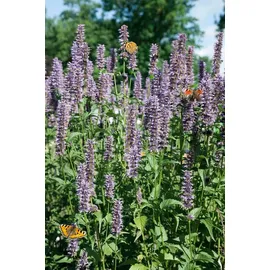 PlantaPro Agastache rugosa 'Black Adder' 11x11 cm Topf – Winterhart, Mehrjährig, Pflegeleicht – Duftnessel – Beetstaude für Garten & Rabatte